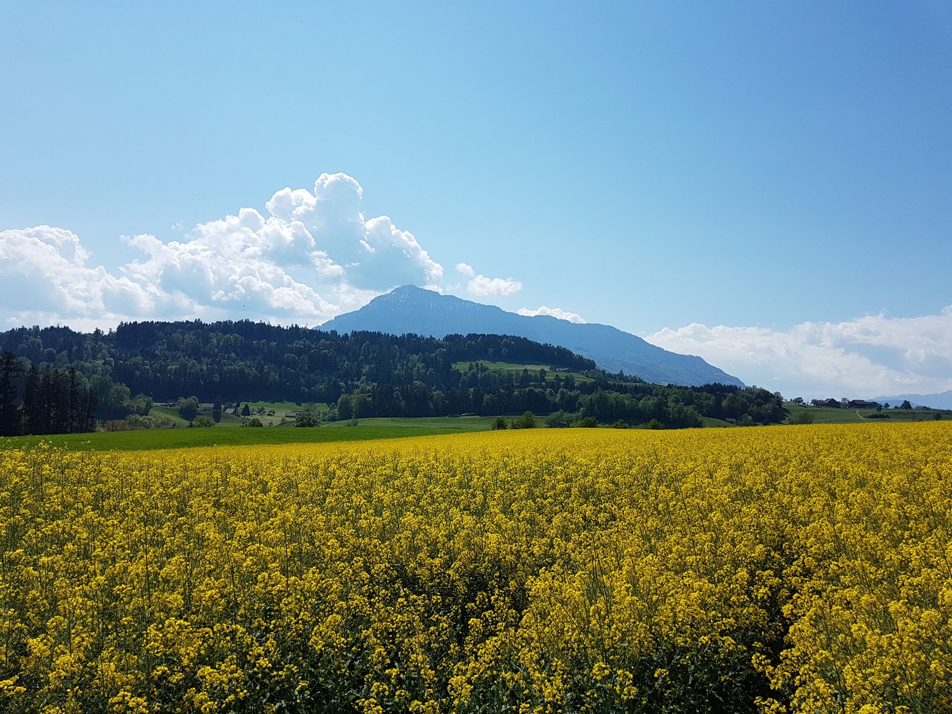 View to Mt. Rigi, Risch